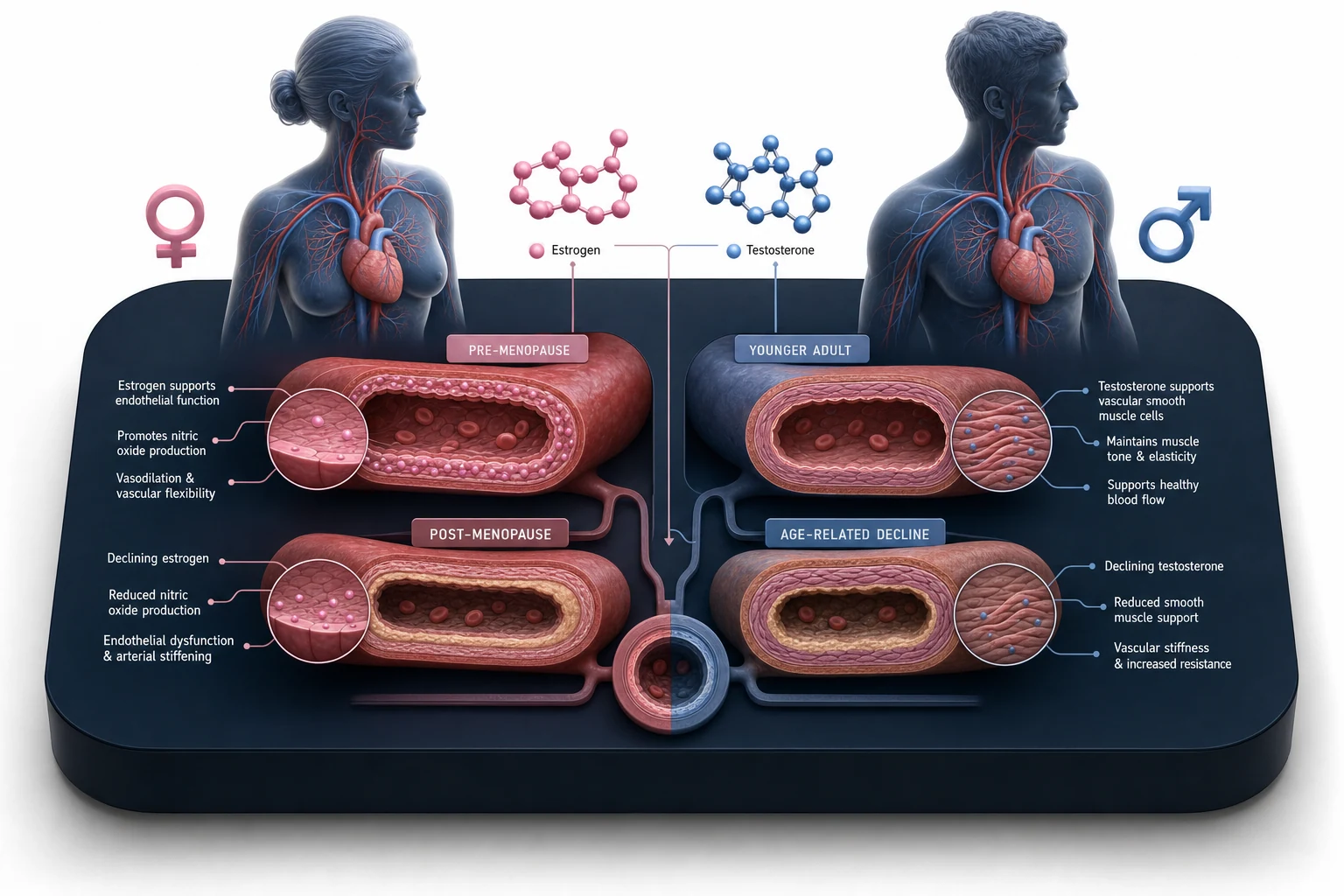 Hormones and the Heart: hormonal balance and CV risk