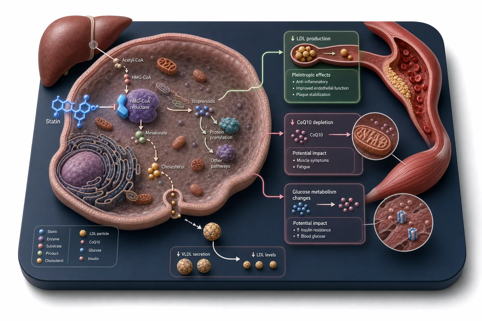 Statins: benefits vs limitations balanced view